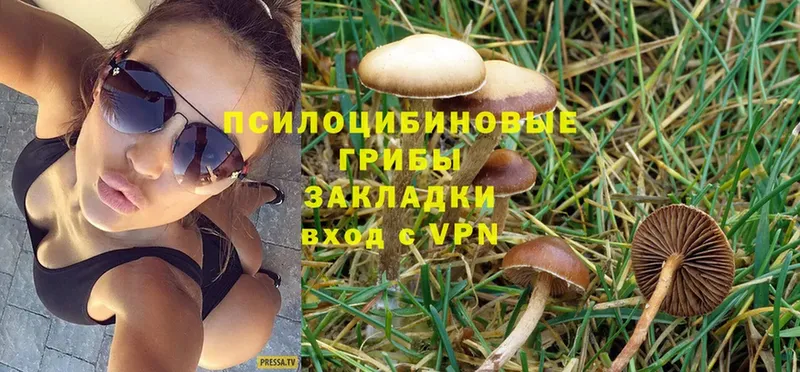 закладки  Кондопога  Псилоцибиновые грибы Cubensis 